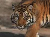 महाराष्ट्र /  चंद्रपुर जिले में पकड़ा गया आदमखोर बाघ... बना चुका था 6 लोगों को अपना शिकार