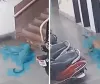 आईआईटी बॉम्बे कैंपस में घुसा तेंदुआ, CCTV में कुत्ते पर हमला करते हुए कैद; इलाके में दहशत