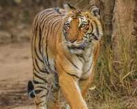 लोगों पर लगातार बढ़ रहे बाघ के हमले, दो बाघिनों को NNTR में किया जाएगा स्थानांतरित