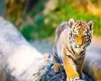 चिड़ियाघर में जन्म के छह दिन बाद बाघ शावक की मौत