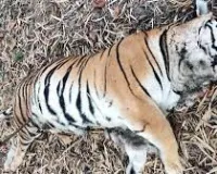 महाराष्ट्र के चंद्रपुर में ट्रेन की चपेट में आने से बाघ की मौत, वन्यजीव प्रेमियों में आक्रोश...  