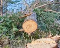 निजी भूमि पर पेड़ों की कटाई के लिए समितियों को नोटिस... प्रति पेड़ 800 से 4000 रुपये शुल्क