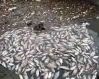 ऐरोली खाड़ी में मरी हुई मछलियों का ढेर... मछुआरों के सामने भुखमरी की नौबत 