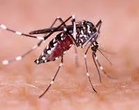 महाराष्ट्र में मच्छर जनित रोगों से लोगों की सेहत पर बढ़ा प्रकोप... 3,500 से अधिक मामले