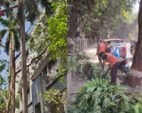 बीएमसी ने सार्वजनिक सुरक्षा के लिए पूरे शहर में मानसून-पूर्व वृक्षों की छंटाई की गतिविधियां शुरू कीं