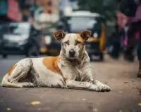 मुंबई: कुत्ते को अपनी गाड़ी से कुचलने का एक भयावह वीडियो सोशल मीडिया पर वायरल