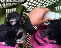 मुंबई: एयरपोर्ट पर कस्टम विभाग ने बड़ी कार्रवाई; बैंकॉक से भारत आए विदेशी यात्री के बैग में दो सिलवरी गिबन यानी लंगूर बरामद