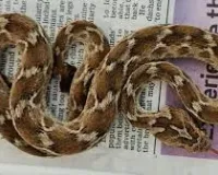 मुंबई: कार्गो कंटेनर के अंदर एक विदेशी प्रजाति का सांप मिला