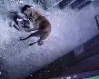 ठाणे में आवारा कुत्ते के हमले में दो साल की बच्ची घायल