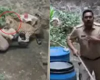 कोल्हापुर : बचाव अभियान के दौरान तेंदुए के जानलेवा हमले से पुलिस अधिकारी बाल-बाल बच गया