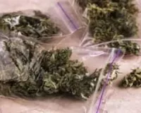 नवी मुंबई : कलंबोली में गांजा रैकेट का भंडाफोड़; क्राइम ब्रांच ने चार लोगों को किया गिरफ्तार 