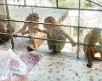 मुंबई : बढ़ रही हैं बंदरों के इंसानी बस्तियों में घुसने की घटनाएं ; बढ़ती शिकायतों को देखते हुए सरकारी प्रस्ताव जारी 