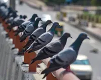 दादर कबूतरखाना विवाद पर बड़ी खबर: जैन मुनि का अनशन 15 दिन के लिए रुका, क्या निकलेगा समाधान?