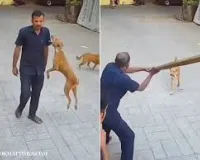  मुंबई : आवारा कुत्ते ने अचानक हमला कर दिया और उसके कंधे पर काट लिया; स्कूल सिक्योरिटी गार्ड घायल 