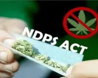 मुंबई : नारकोटिक ड्रग्स एंड साइकोट्रोपिक सब्सटेंस कोर्ट ने 130 किलोग्राम गांजा मामले में 5 लोगों को बरी किया