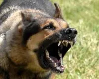 मुंबई : एंटॉप हिल में पालतू कुत्ते के भौंकने का झगड़ा हिंसक हमले में बदला