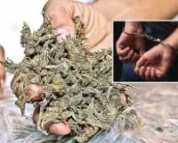 नवी मुंबई में 10 किलो गांजा के साथ दो लोग गिरफ्तार