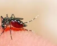 मुंबई: मलेरिया का खतरा; घनी आबादी वाला मुंबई और दुर्गम जंगलों वाला गढ़चिरौली जिला राज्य के सबसे बड़े हॉटस्पॉट