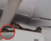मुंबई :  AC के ऊपर आराम करता दिखा 7 फुट लंबा सांप, मुंबई का वायरल वीडियो देख उड़ गए लोगों के होश