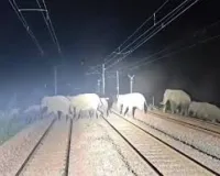 हावड़ा-मुंबई रेल मार्ग पर हाथियों का कब्जा; बंडामुंडा में ठप रहा रेल परिचालन, 6 प्रमुख ट्रेनें प्रभावित