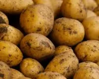 मुंबई : श्रीलंका वाले खाएंगे ब्रज का आलू, पहली बार निर्यात, मुंबई पोर्ट के लिए रवाना हुई हाथरस सेे खेप