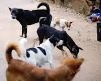 मुंबई  : ग्रामीण और शहरी दोनों इलाकों में आवारा कुत्तों की आबादी तेज़ी से बढ़ी