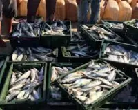 मुंबई : अंधेरी-मरोल में इंटरनेशनल स्टैंडर्ड होलसेल फिश मार्केट की योजना