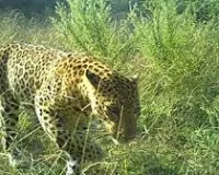 मुंबई : महाराष्ट्र में तेंदुओं को अनुसूची 2 की प्रजाति के रूप में पुनः वर्गीकृत किया जाएगा