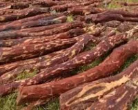 मुंबई : चंदन तस्करों को छोड़ने वाले अधिकारियों के खिलाफ जांच के आदेश दिए