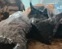 मुंबई हवाई अड्डे पर दो करोड़ रुपये का गांजा बरामद, सीआईएसएफ की कार्रवाई से तस्करी नाकाम