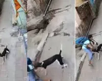 ठाणे : आवारा कुत्ते ने लड़की पर बेरहमी से हमला किया; बच्ची दर्द से चीखती हुई सुनाई दी