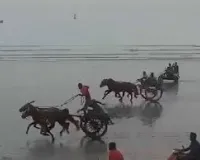 मुंबई : गोराई बीच पर एक बार फिर कानून की खुलेआम धज्जियां उड़ाने का मामला; अवैध रूप से घोड़ागाड़ी और बैलगाड़ी की रेस