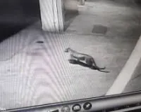 मुंबई : पॉश सोसायटी में दहशत, शिकार की तलाश में घूमता दिखा तेंदुआ, वन विभाग ने लगाया पिंजरा