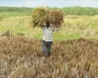 मुंबई: एक तरफ़ तापमान बढ़ा; दूसरी तरफ़ बेमौसम बारिश से राज्य के किसान परेशान