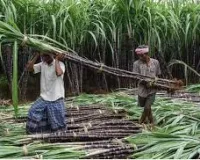 नई दिल्‍ली : 60 साल बाद बदलने जा रहा गन्‍ने से जुड़ा कानून, किसानों को फायदा होगा या नुकसान, एथनॉल उत्‍पादन पर भी असर