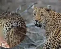 ठाणे : तेंदुआ अभी भी घूम रहा है, लड़के की मौत के बाद जानवरों पर हमला;