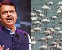 ठाणे की 8 झीलों को Wetland दर्जा न मिलने पर CM फडणवीस सख्त, फ्लेमिंगो आवास को लेकर जांच के आदेश