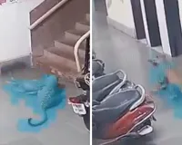 आईआईटी बॉम्बे कैंपस में घुसा तेंदुआ, CCTV में कुत्ते पर हमला करते हुए कैद; इलाके में दहशत