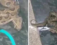 मुंबई मेट्रो 3 के BKC स्टेशन में दिखा भारत का सबसे जहरीला सांप 'रसेल वाइपर', प्यास से बेहाल सांप को पानी पिलाकर किया गया रेस्क्यू