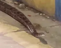 ठाणे में रेंगता दिखा अजगर, डिवाइडर के पास पहुंचते ही लोगों में दहशत