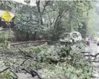 मुंबई : भारी बारिश के दौरान मुकेश अंबानी के काफिले के सामने पेड़ गिरा, बाल-बाल बचे