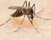 मुंबई में डेंगू-स्वाइन फ्लू के मामले तेजी से बढ़े; बारिश के साथ बढ़ा बीमारियों का खतरा! 