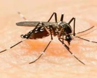 मुंबई : गंदगी और बढ़ते मच्छरों के प्रकोप के बीच क्षेत्र में डेंगू का खतरा 