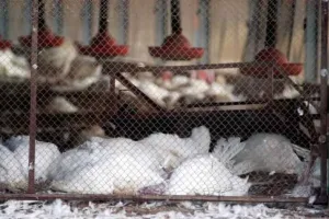ठाणे के एक पोल्ट्री फार्म में करीब 100 पक्षियों के मरने के बाद बर्ड फ्लू के मामलों का पता चला