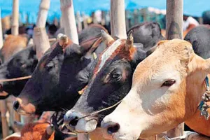 लंपी संक्रमण को लेकर मुंबई में BMC अलर्ट.... अब तक 2 हजार से ज्यादा गायों का किया वैक्सीनेशन