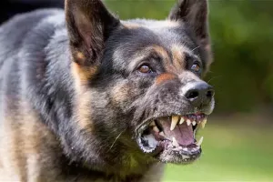 नोएडा में कुत्ते ने काटा तो 10 हजार जुर्माने के साथ इलाज का खर्च भी देगा मालिक, पालतू जानवरों के लिए नए नियम जानिए...
