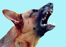 मुंबई मेंआवारा कुत्तों की दहशत...रोजाना लगभग १५० से अधिक मुंबईकर खूंखार कुत्तों का हो रहे शिकार 