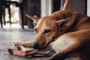कांदिवली रेलवे स्टेशन के पास एक सिरफिरे ने कुत्ते से की थी क्रूरता... मुंह में बांधा था सुतली बम