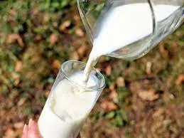 शहर के मुंबई दुग्ध उत्पादक संघ (एमएमपीए) का बड़ा ऐलान...1 मार्च से पांच रूपये प्रति लीटर बढ़ जायेगा भैंस के दूध का दाम