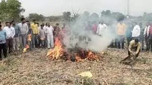 महाराष्ट्र के नाशिक जिले में किसान ने अपनी प्याज की फसल में लगाई आग... शिंदे सरकार से सवाल